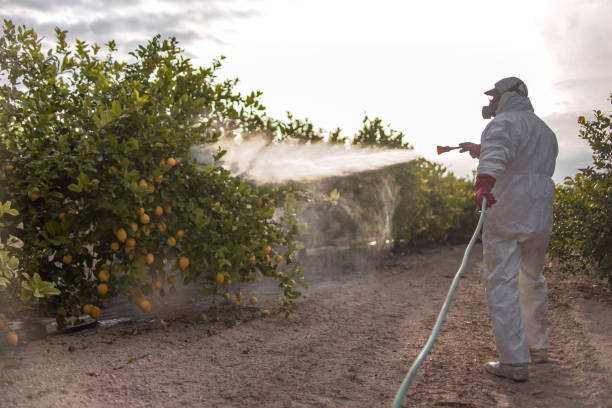 Trusted Waihee Waiehu, HI Pest Control Experts
