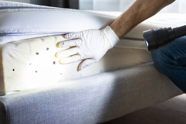 Best Mosquito Control Services  in Waihee Waiehu, HI