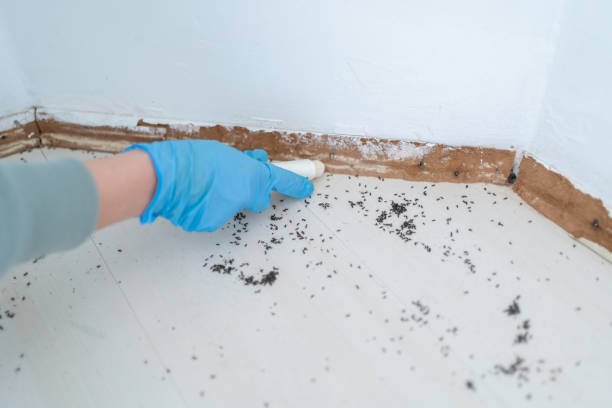 Best Termite Control Services  in Waihee Waiehu, HI